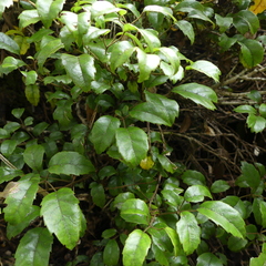 Rubus australis