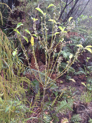 Melicytus macrophyllus