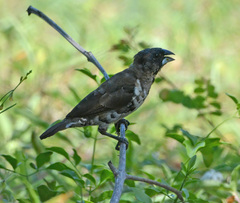 Spermestes cucullata