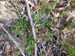 Xanthosia atkinsoniana