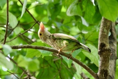 Psilopogon lineatus