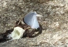 Jamides celeno aelianus