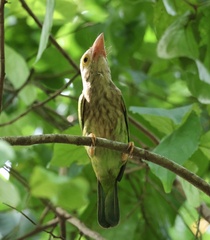 Psilopogon lineatus
