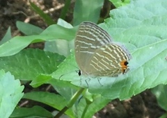 Jamides celeno aelianus