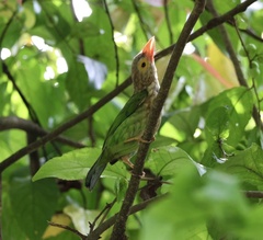 Psilopogon lineatus