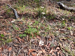 Xanthosia atkinsoniana
