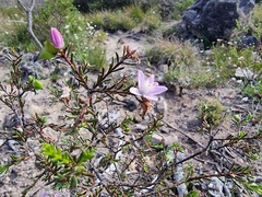 Philotheca salsolifolia