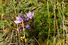 Gentianella cerastioides