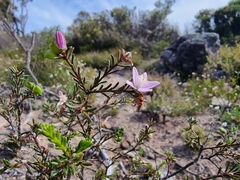 Philotheca salsolifolia