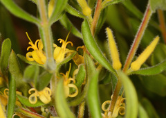 Persoonia rigida