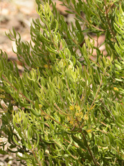 Persoonia rigida