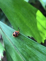 Stenotarsus pardalis