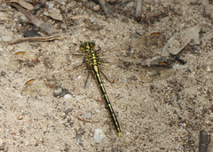Austrogomphus guerini