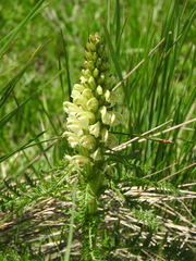 Pedicularis comosa