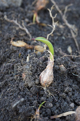 Tulipa sylvestris