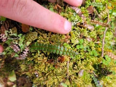 Blechnum penna-marina