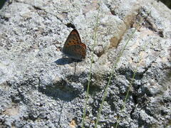 Lycaena alciphron