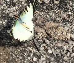 Graphium antiphates itamputi