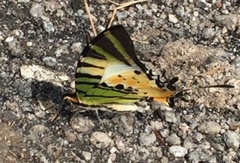 Graphium antiphates itamputi