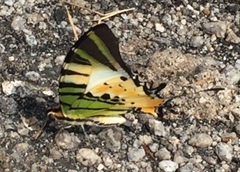 Graphium antiphates itamputi