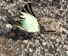 Graphium antiphates itamputi