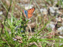 Lycaena alciphron