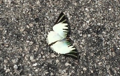 Graphium antiphates itamputi