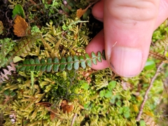 Blechnum penna-marina