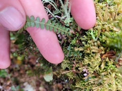 Blechnum penna-marina