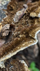 Stereum hirsutum