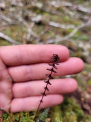 Blechnum penna-marina