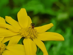 Mythicomyiidae