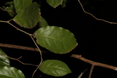 Pennantia cunninghamii