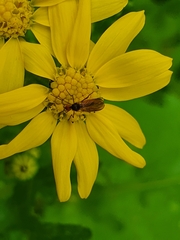 Mythicomyiidae