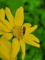 Mythicomyiidae