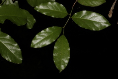 Pennantia cunninghamii