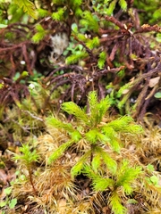Dendroligotrichum tongariroense