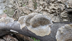 Stereum hirsutum
