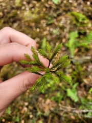 Dendroligotrichum tongariroense