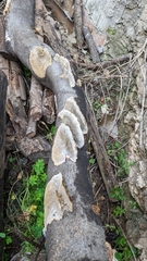 Stereum hirsutum