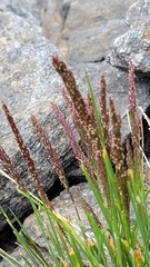 Agrostis muelleriana