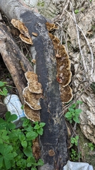 Stereum hirsutum