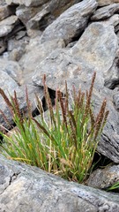 Agrostis muelleriana