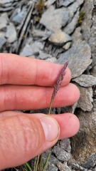Agrostis muelleriana