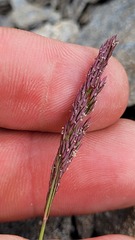 Agrostis muelleriana