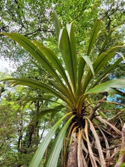 Cordyline indivisa