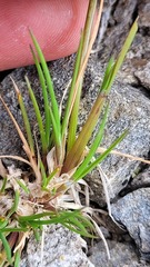 Agrostis muelleriana