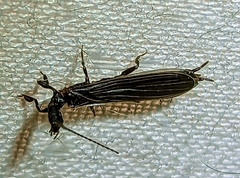 Oligotoma nigra