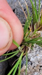 Agrostis muelleriana