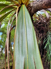 Cordyline indivisa